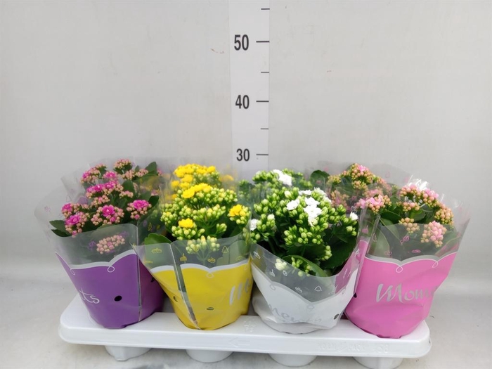 <h4>Kalanchoe blos. ..rosebud mix 4</h4>