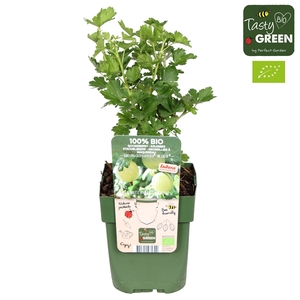 Ribes uva-crispa Easycrisp® 'Mr. Green'® Bio P13