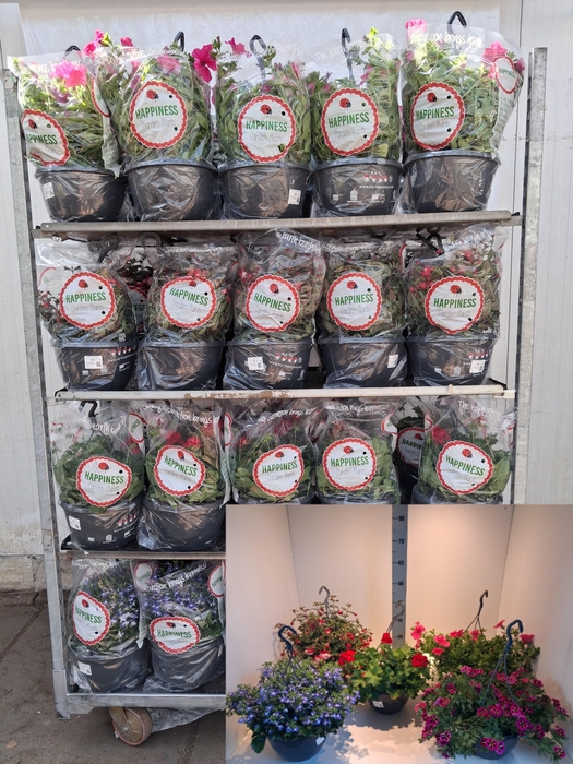 <h4>PERKPL MIXK</h4>