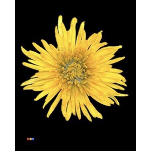 Chr G Anastasia Sunny Sparkling Silver