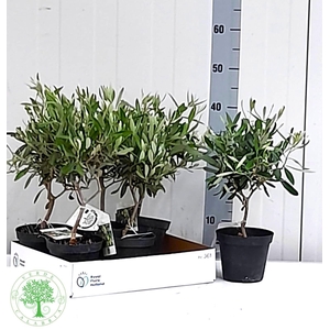 OLEA EUROPAEA