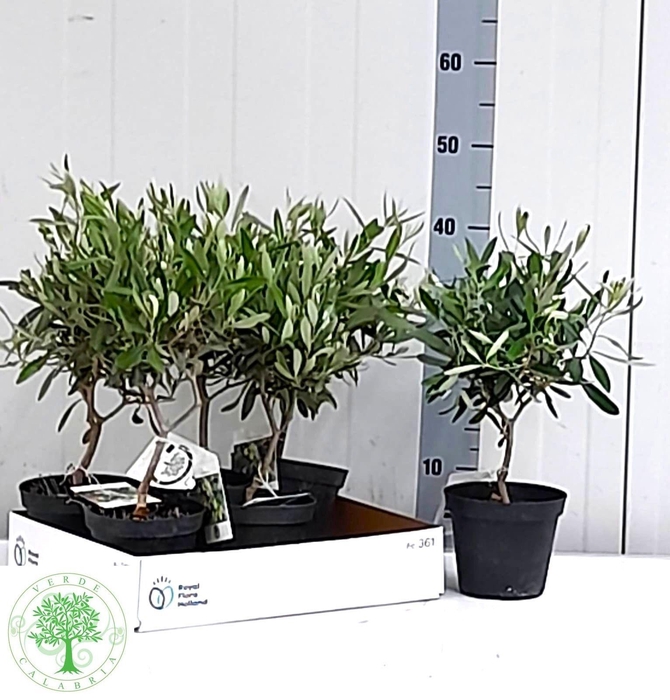 <h4>OLEA EUROPAEA</h4>