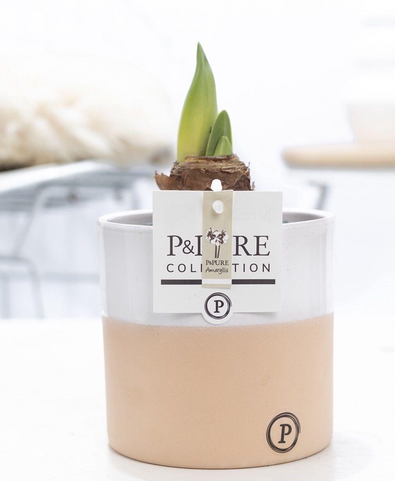 <h4>Hippeastrum white in P&PURE Rosy ceramics</h4>