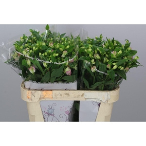 Alst Fl Charmelia