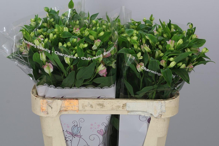 <h4>Alst Fl Charmelia</h4>