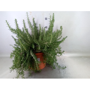 Rosmarinus officinalis 'Prostratus'