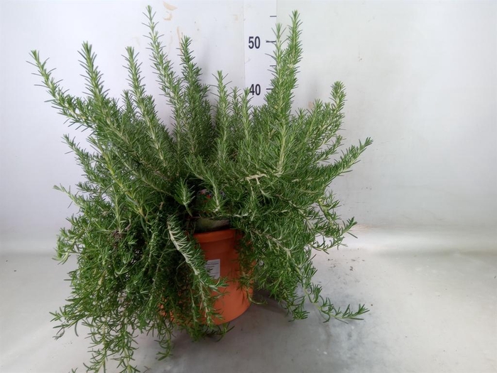 <h4>Rosmarinus officinalis 'Prostratus'</h4>