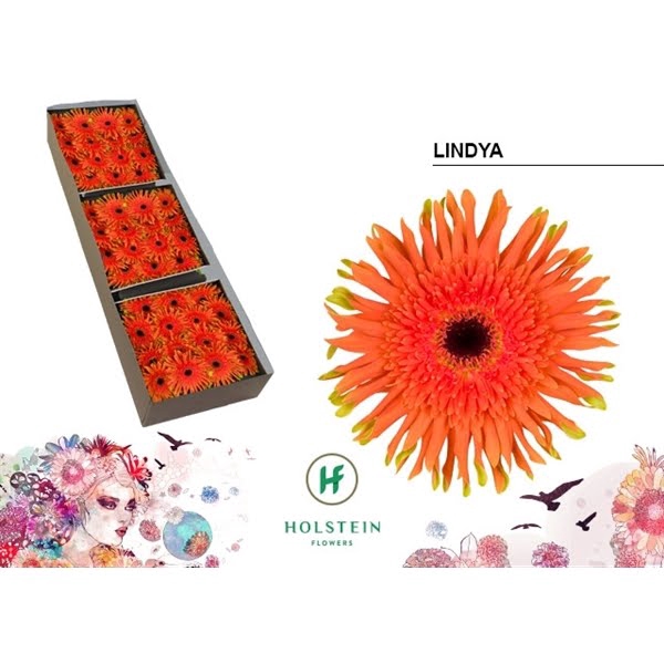 <h4>Ge Gr Pasta Lindya Box</h4>