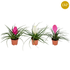 Tillandsia Gemengd (Met Hoes)