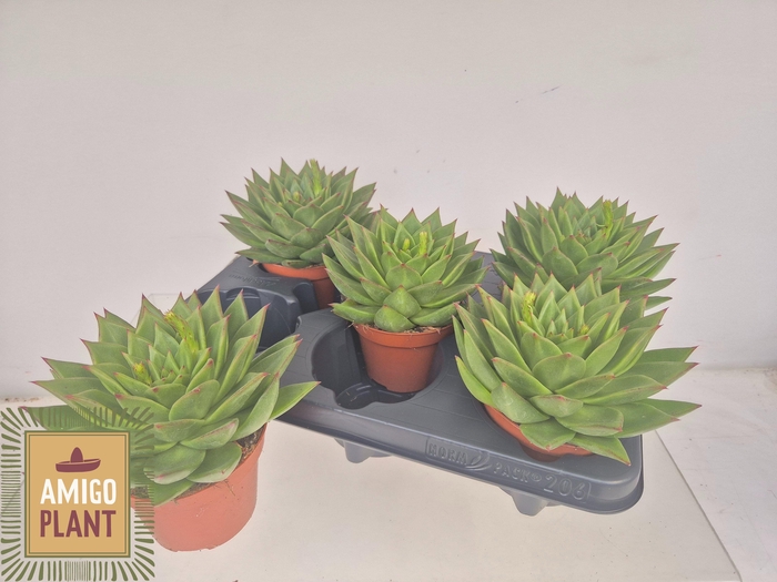 <h4>ECHEV  AGAV EBONY</h4>