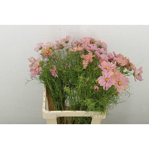 COSMOS BIPINNATUS