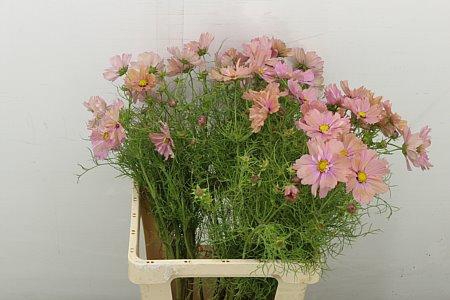 <h4>COSMOS BIPINNATUS</h4>