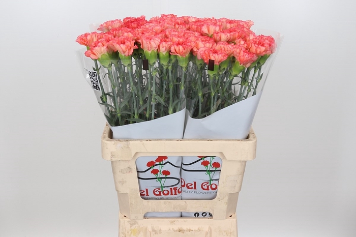 Dianthus St Botticelli orange
