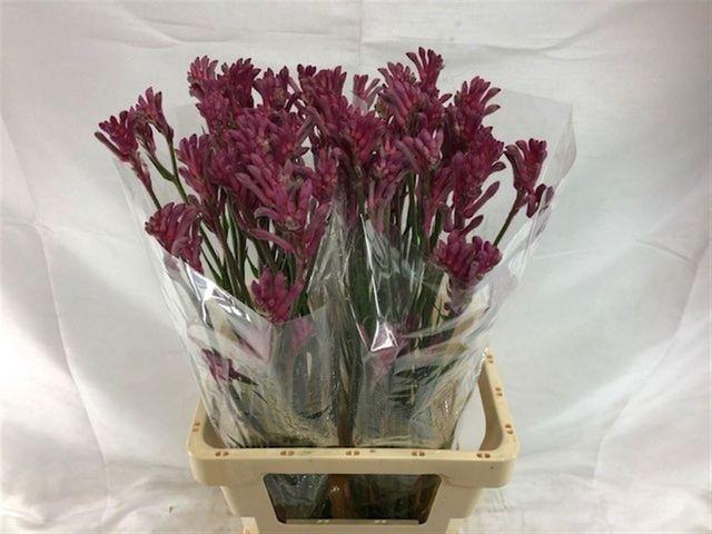 <h4>Anigozanthos flavidus 'Mini Pearl'</h4>