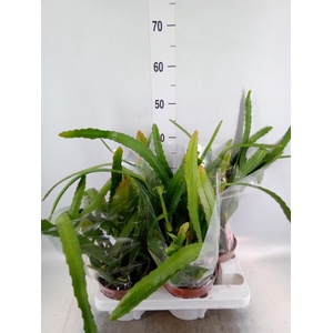 Epiphyllum   ...