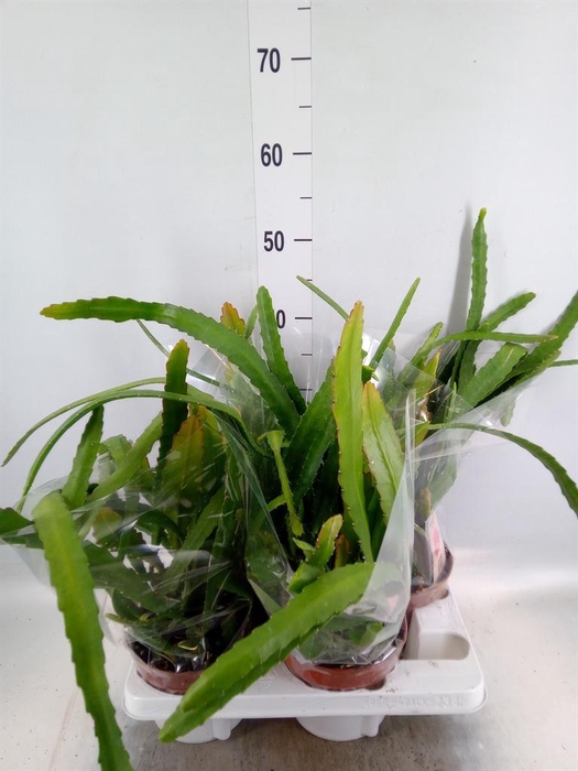 <h4>Epiphyllum   ...</h4>