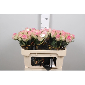 R Gr Brigitte Bardot