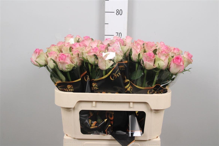 <h4>R Gr Brigitte Bardot</h4>