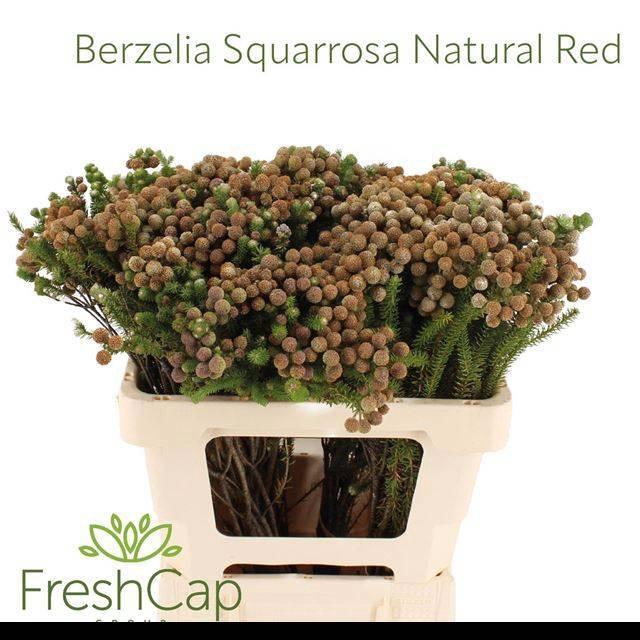 <h4>BERZ SQUARROSA</h4>