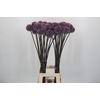 Allium Summer Drummer