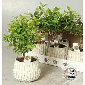 BONSAI GEM