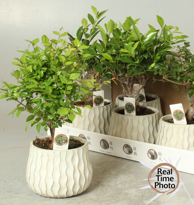 <h4>BONSAI GEM</h4>