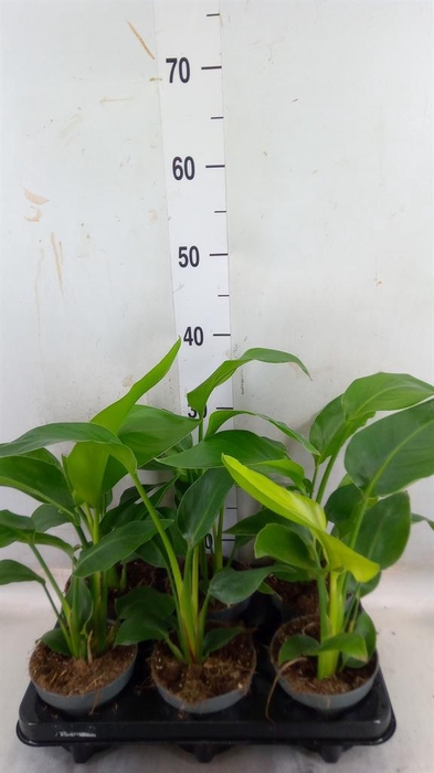 <h4>Strelitzia nicolai</h4>