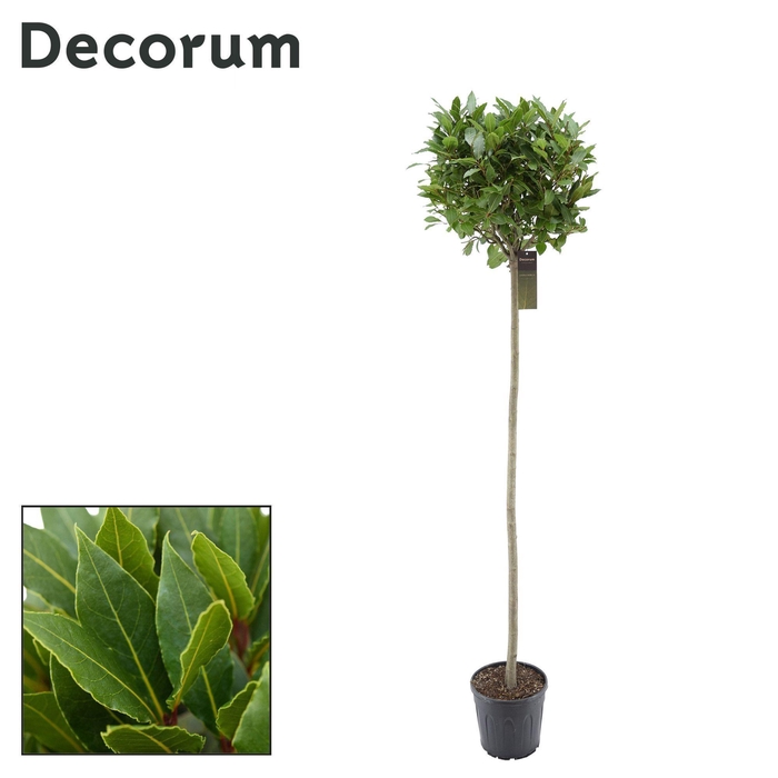 <h4>Laurus nobilis Bol op stam</h4>