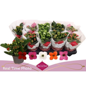 KALANCHOE FAVORITA MIX
