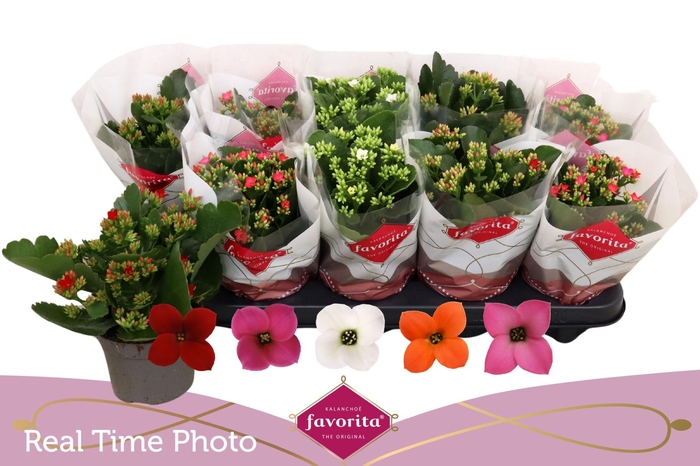 <h4>KALANCHOE FAVORITA MIX</h4>
