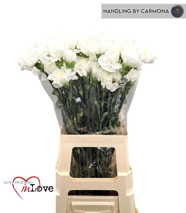 <h4>DI ST ANTARCTICA</h4>