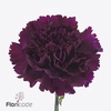 Dianthus st florigene moontea