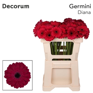 GE MI DIANA Emmer X60 met hoes