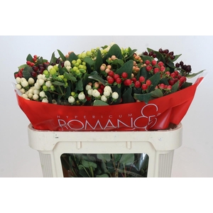 Hypericum Rainbow Romance Spray