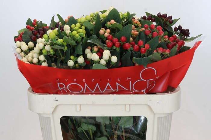 Hypericum Rainbow Romance Spray