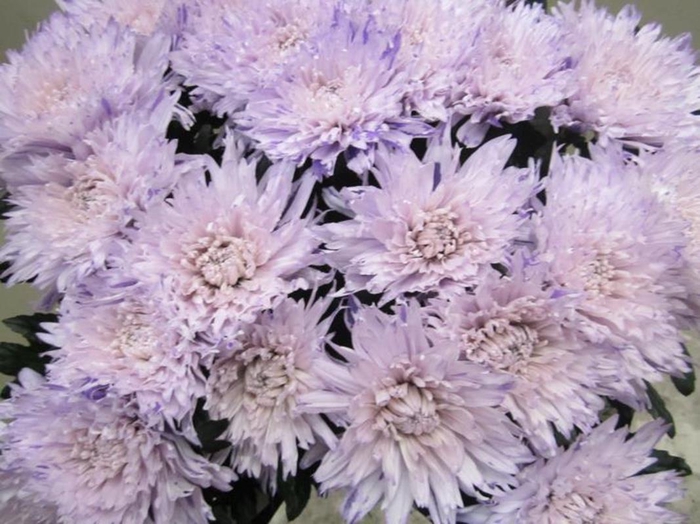 <h4>Chr G Undercover Sweet Milka</h4>