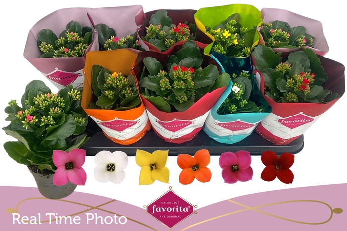 <h4>KAL EN GEM 6 KL</h4>