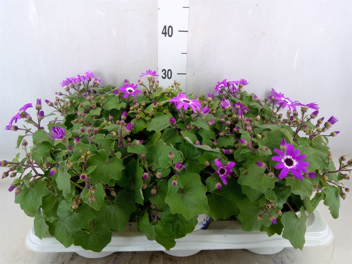 <h4>Pericallis CR 'Senetti Magenta Bic'</h4>