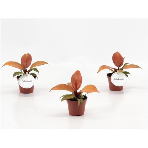 <h4>Philodendron overig</h4>