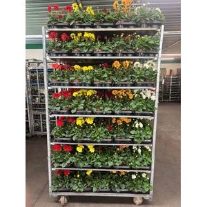 DAHLIA MIXK 5 KL