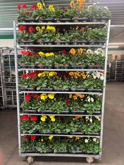 <h4>DAHLIA MIXK 5 KL</h4>