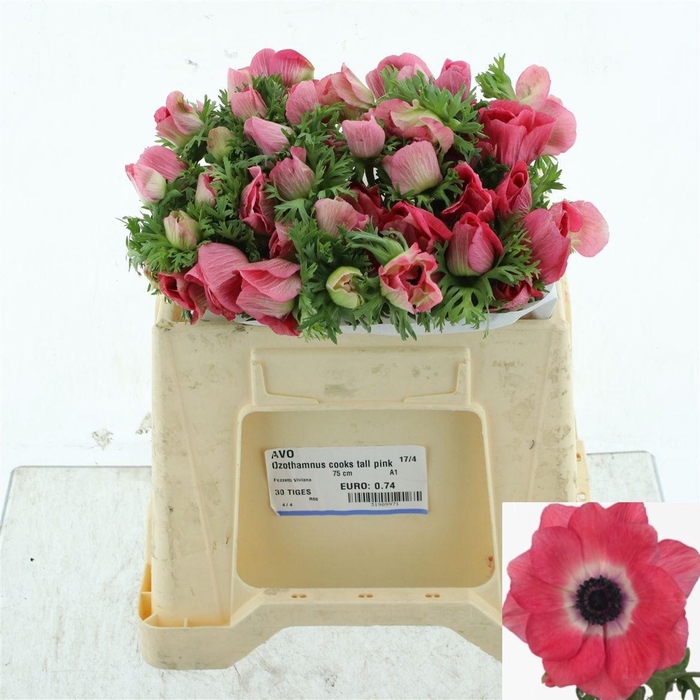 <h4>ANEM CO MIS + PINKIE</h4>