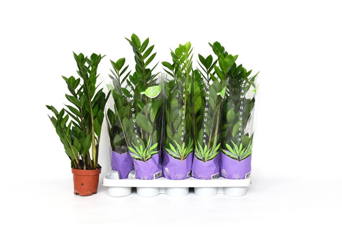<h4>ZAMIO ZAMIIFOLIA</h4>