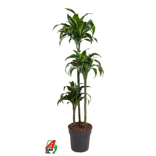 <h4>Dracaena Dorado 90-60-30</h4>