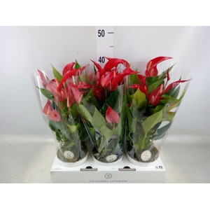 Anthurium  'Banderola Roja'