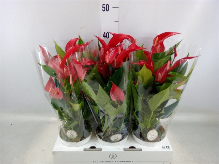 <h4>Anthurium  'Banderola Roja'</h4>