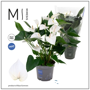 Mimesis Anthurium KARMA White - 17cm