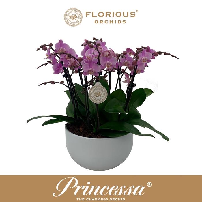 <h4>No25 Bowl 10 Tak Rose</h4>