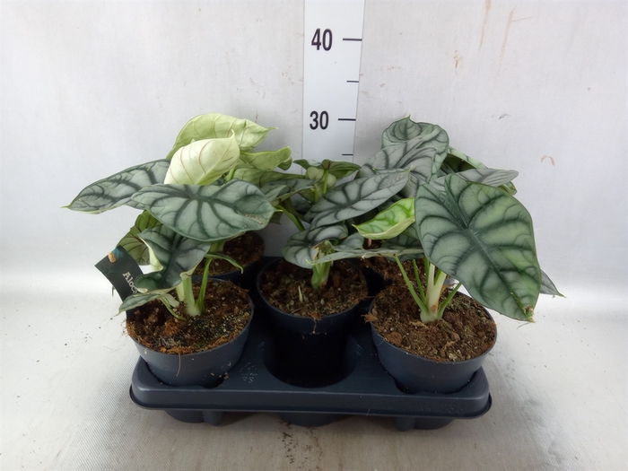 <h4>Alocasia   ...</h4>