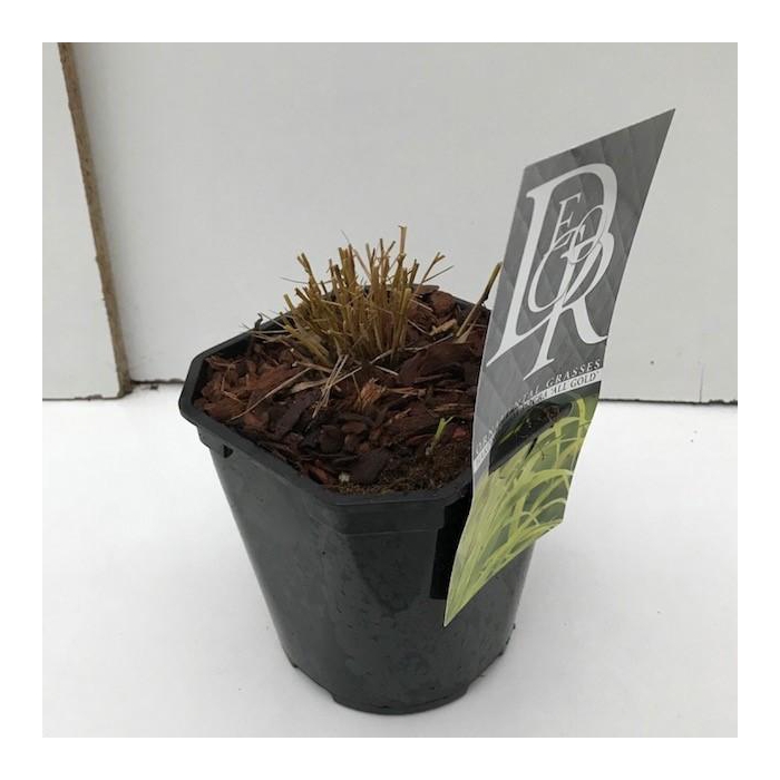 <h4>Hakonechloa macra 'Allgold'</h4>